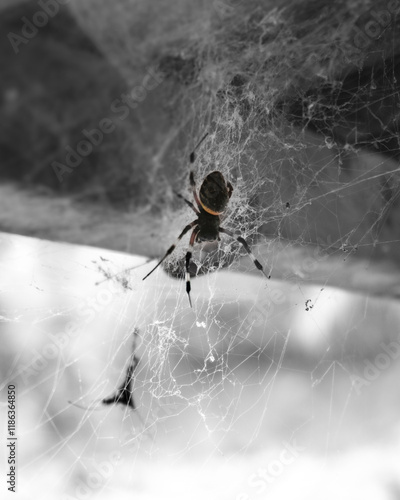 spider on web photo