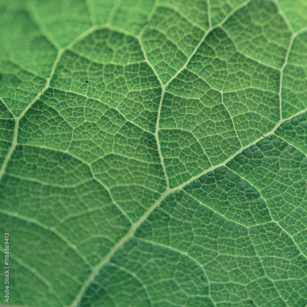 green leaf veins in springtime. abstract green background green leaf veins in springtime. abstract green background