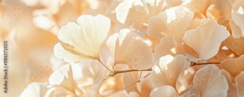 Ginkgo biloba leaves, soft pastel tones, nature background, floral design, beige and cream colors, ideal for wellness and tranquility themes Delicate and ethereal composition