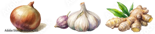 Fresh vegetables, watercolor illustration, onion and garlic, ginger root, culinary herbs, vibrant colors, natural textures.