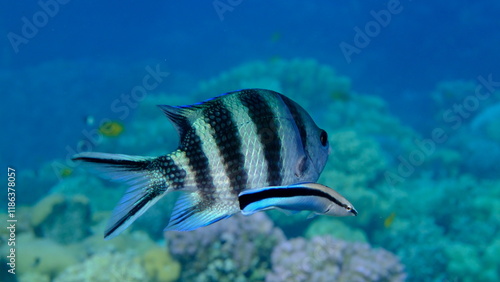 Scissortail sergeant (Abudefduf sexfasciatus) and cleaner wrasse (Labroides dimidiatus) undersea, Red Sea, Egypt, Sharm El Sheikh, Montazah Bay photo