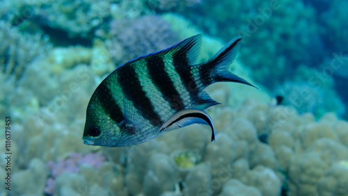 Scissortail sergeant (Abudefduf sexfasciatus) and cleaner wrasse (Labroides dimidiatus) undersea, Red Sea, Egypt, Sharm El Sheikh, Montazah Bay photo