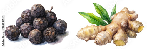 Fresh black pepper, vibrant ginger root, detailed watercolor illustration, culinary herbs, natural ingredients, food art.