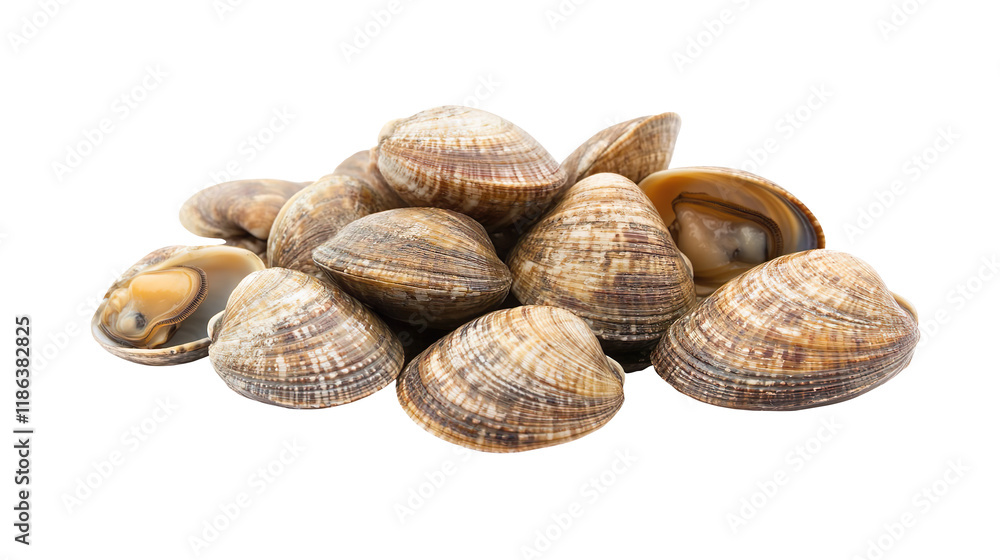 Fresh clams isolated on white background Fresh clams isolated on white background
