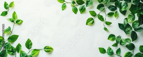 Green leaves, nature, foliage, floral arrangement vibrant green leaves on a light background create a fresh and calming atmosphere for design