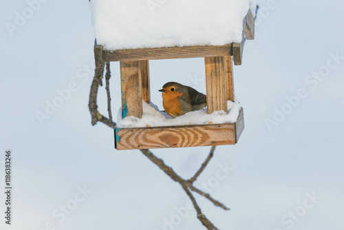 robin on the feeder
