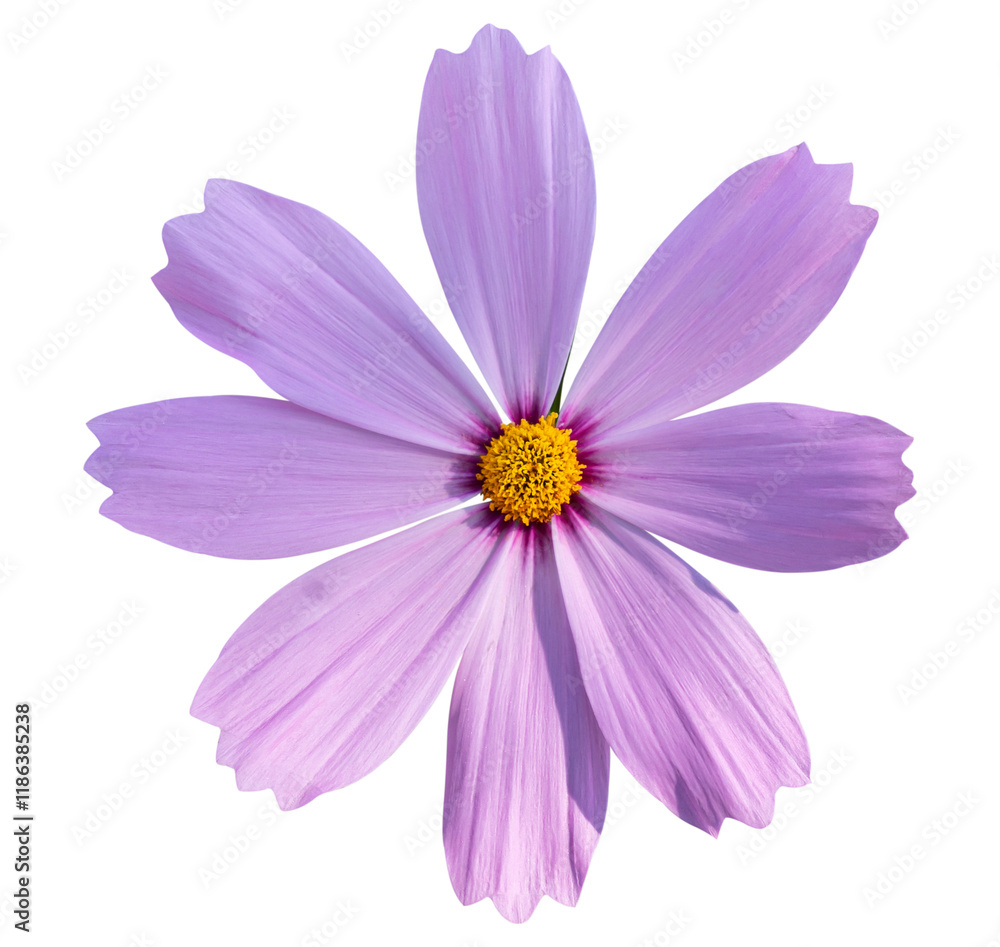purple cosmos flower isolated on transparent background, PNG Format purple cosmos flower isolated on transparent background, PNG Format
