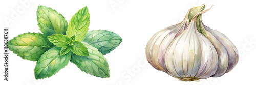Fresh mint leaves, vibrant green, garlic bulb, watercolor illustration, culinary herbs, natural ingredients, organic food.