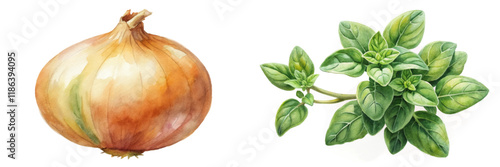 Watercolor onion illustration, fresh oregano leaves, botanical art, culinary ingredients, natural colors, food styling.
