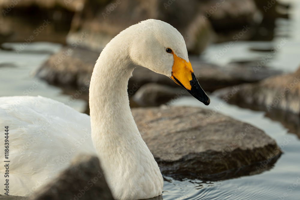 Graceful Swan by the Rocks,Serene Lake Wildlife Photography,静かな湖畔と白鳥の優雅なシルエット Graceful Swan by the Rocks,Serene Lake Wildlife Photography,静かな湖畔と白鳥の優雅なシルエット