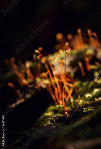close up of moss