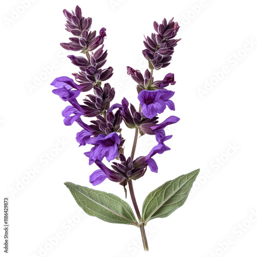 Purple salvia flower ， isolated on transparent png or white background