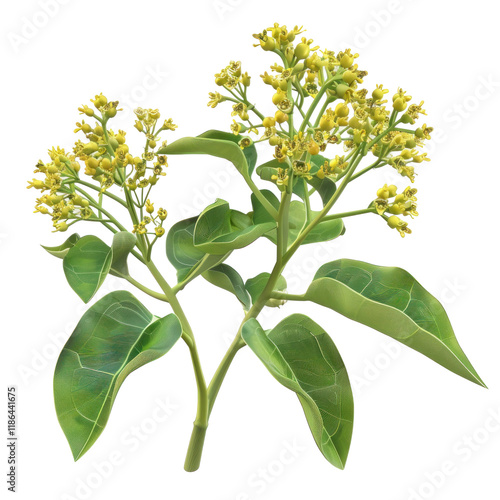 Photorealistic Woad Plant Isolated on Clean transparent background with Detailed Green Leaves and Yellow Flowers