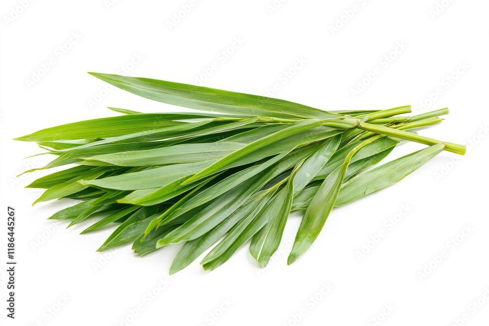 Palm leaves on a white background. a pile of green palm leaves on a white background with copy space. designed for Palm Sunday greeting illustration. Illustration for Palm Sunday Palm leaves on a white background. a pile of green palm leaves on a white background with copy space. designed for Palm Sunday greeting illustration. Illustration for Palm Sunday