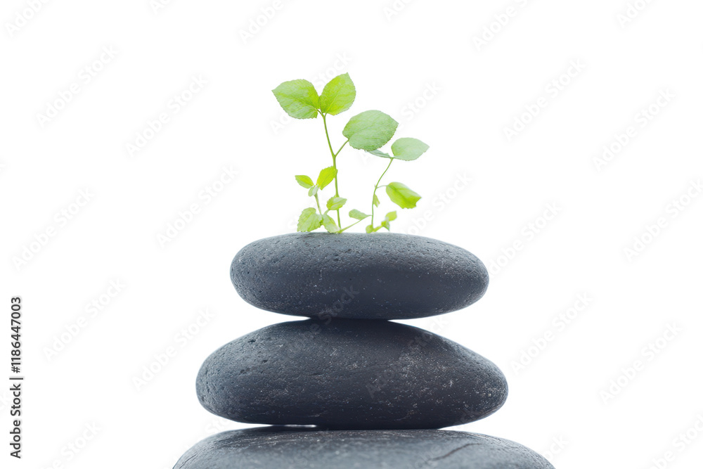 Balanced black pebbles on top of each other, with green plants growing between them, isolated on transparent png or white background Balanced black pebbles on top of each other, with green plants growing between them, isolated on transparent png or white background