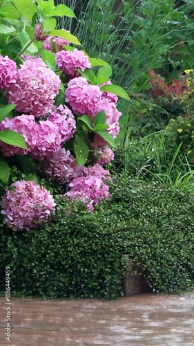 pink flowers of hortensia in summer rain garden, vertical video
