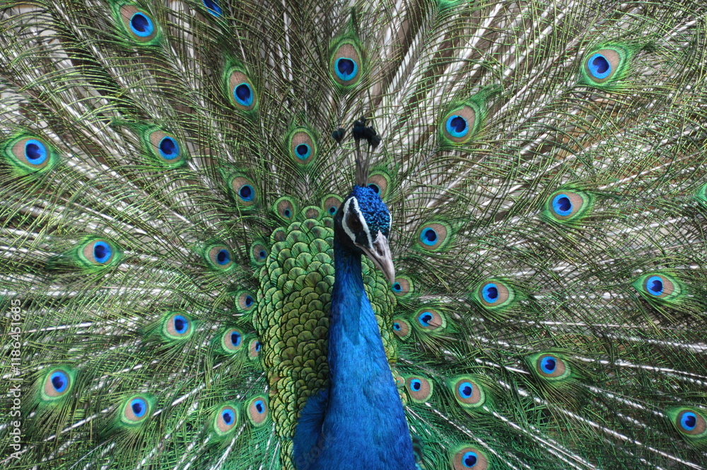Fototapeta premium Peacock’s Pride