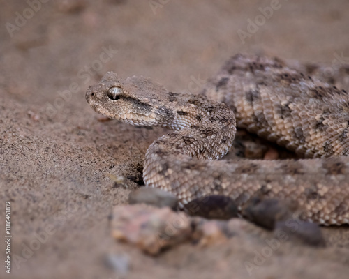 Desert horned viper (Cerastes cerastes) photo