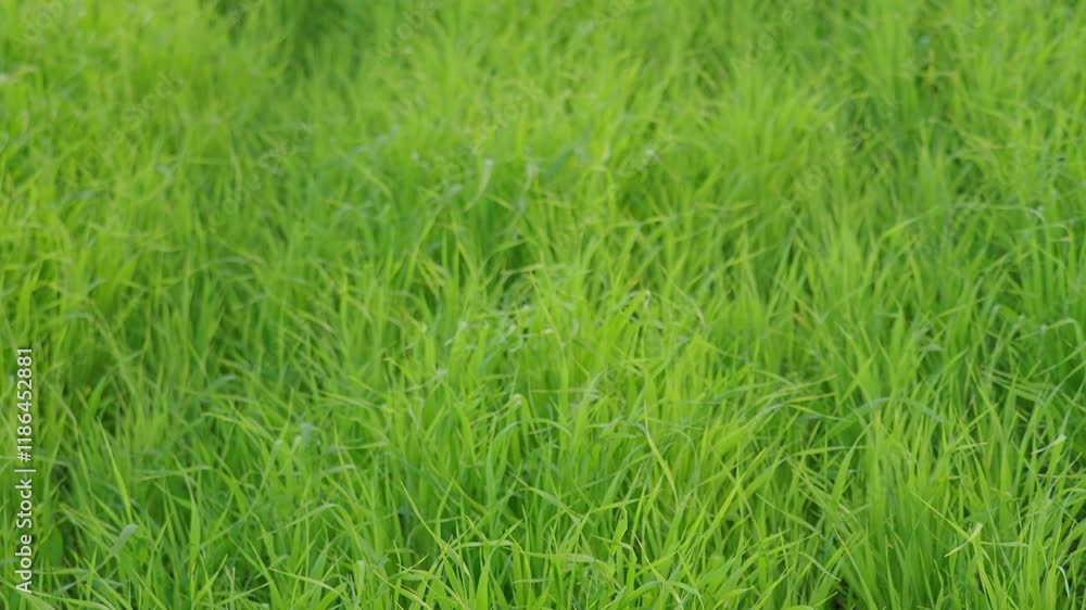 A lush rice paddy field with neat, under a bright, sunny sky, green rows stretching into the horizon. Alps field A lush rice paddy field with neat, under a bright, sunny sky, green rows stretching into the horizon. Alps field