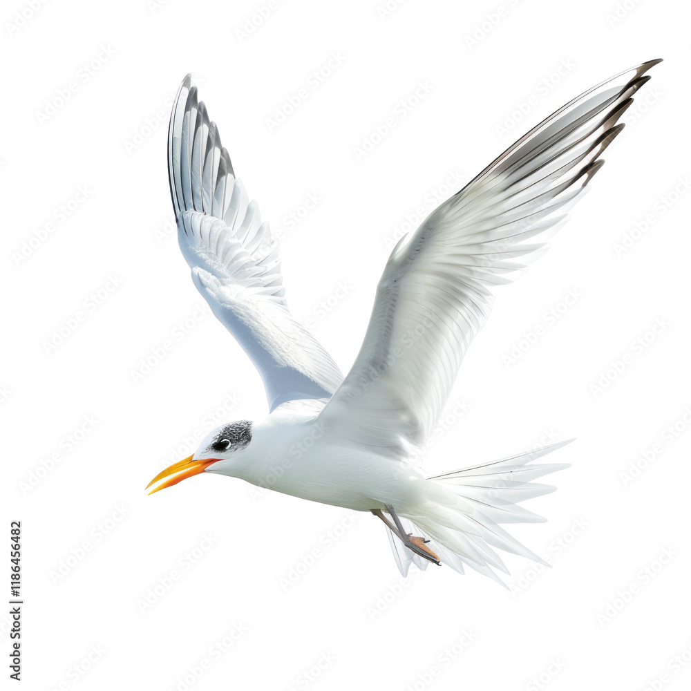 Fototapeta premium Arctic Tern in Flight Against a Clean transparent background, Photorealistic Representation of Nature's Beauty