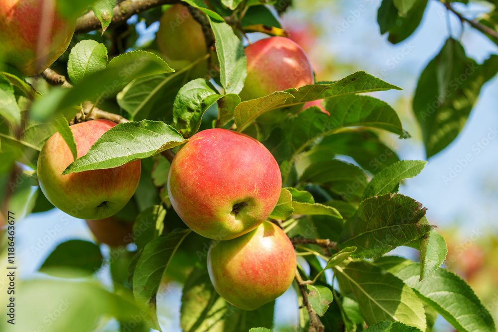 branch of ripening apples hanging on tree in orchard garden branch of ripening apples hanging on tree in orchard garden