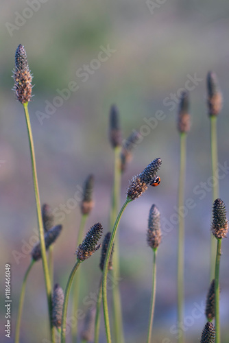 Ladybug Resting on Plantain Flowers in a Tranquil Meadow