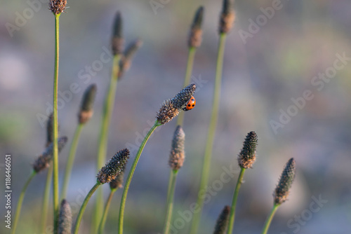 Ladybug Resting on Plantain Flowers in a Tranquil Meadow