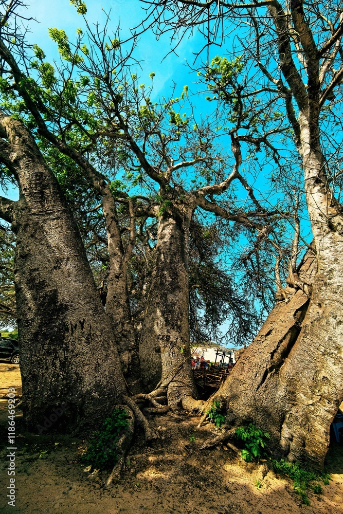 Obraz premium Scenic view of a big boabab tree at Kongo Beach in Diani, Kenya 