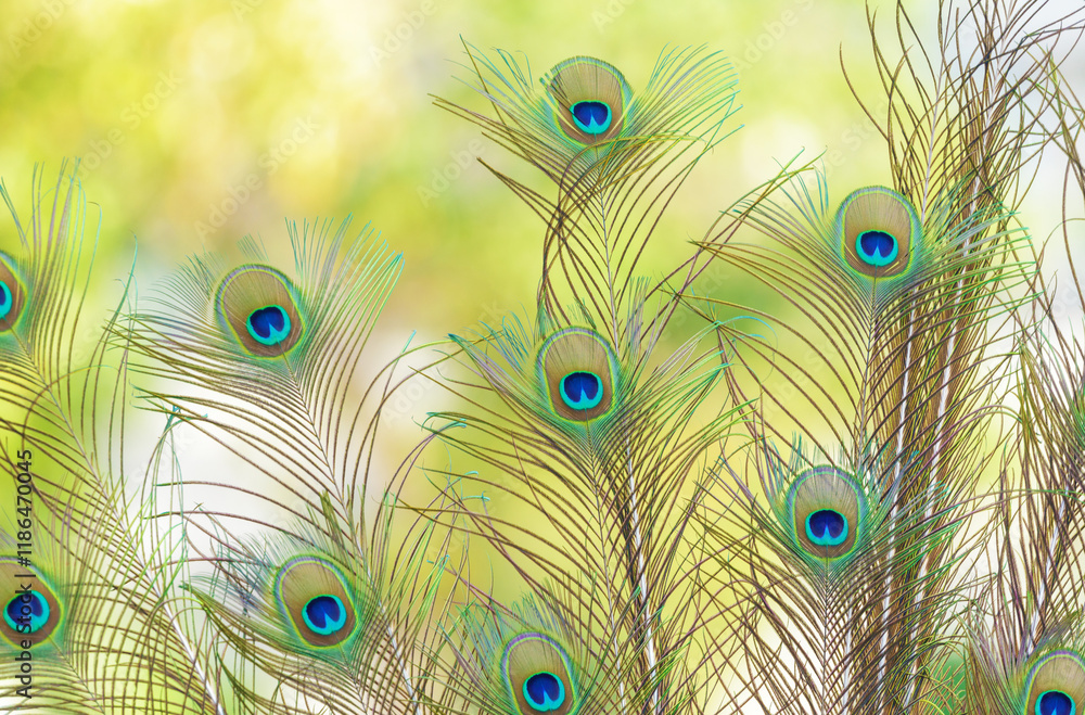Obraz premium peacock feathers on colorful background