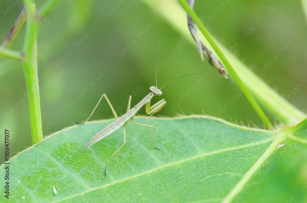 Fototapeta premium カマキリの幼虫