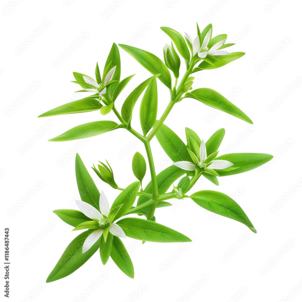 Fototapeta premium Isolated Starwort Plant with Clean transparent background in Photorealistic Style.