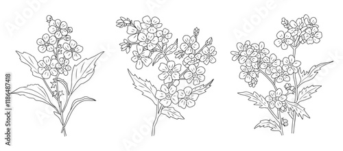 Set of Forget me not flower line art vector illustrations. Myosotis monochrome hand drawn black ink sketch on transparent background. Modern minimalist design for tattoo, jewelry, logo, packaging.