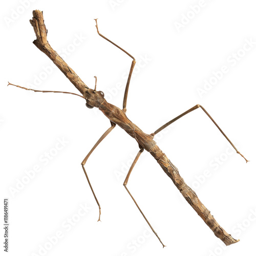 Wallpaper Mural Isolated Walking Stick Insect on a Clean transparent background for Nature and Entomology Concepts Torontodigital.ca