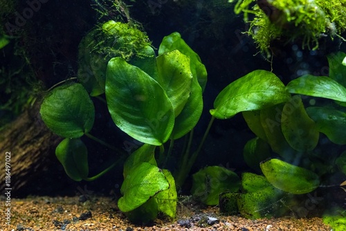 Anubias barteri green swamp plant in LED light, Java moss aquatic vegetation on driftwood twig, gravel bottom, freshwater ryoboku Amano style planted aquadesign, aquarium pet care, shallow dof texture