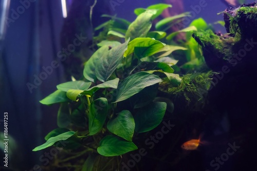 Anubias barteri green swamp plant, Java moss aquatic vegetation on driftwood twig, freshwater ryoboku Amano style planted aquadesign, professional aquarium pet care, shallow dof texture in LED light