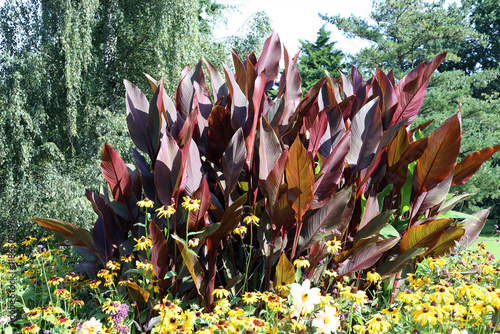 an ornamental plant with large red leaves - the main element of a park flowerbed