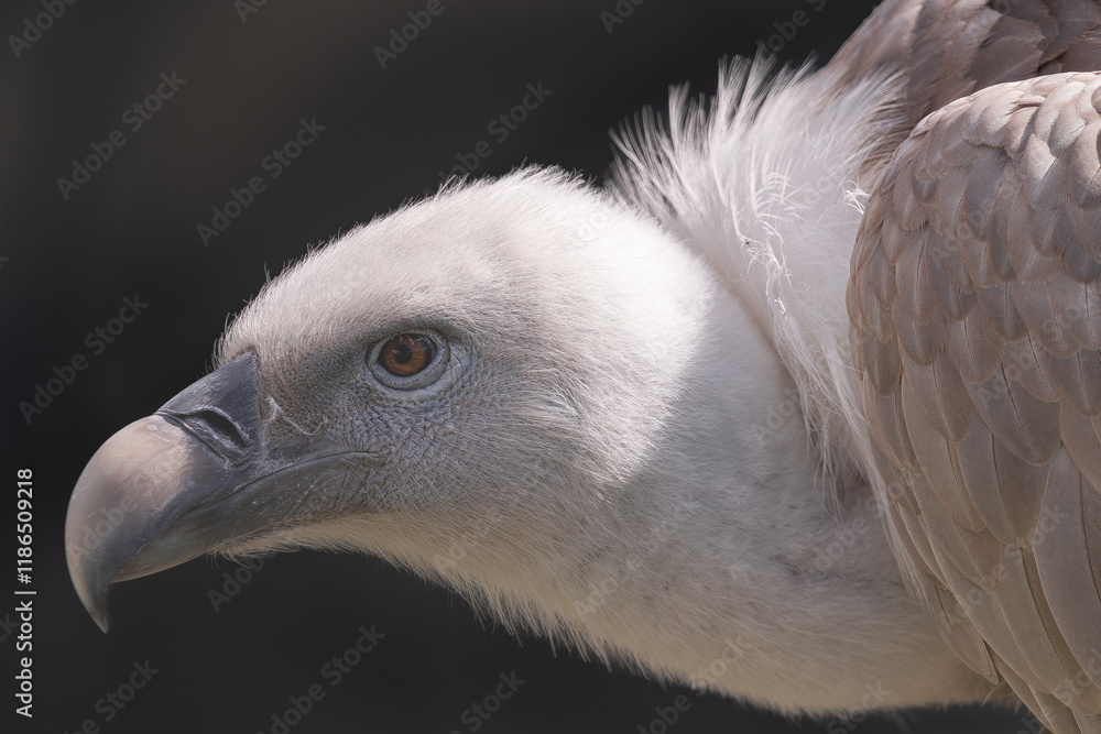 Eurasian griffon vulture, (Gyps fulvus), close side portrait of his head, with sunlight Eurasian griffon vulture, (Gyps fulvus), close side portrait of his head, with sunlight