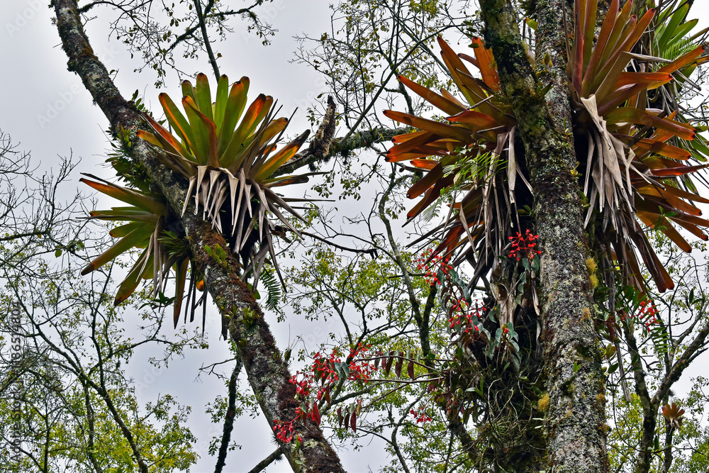 Bromeliads on tree in Teresopolis, Rio de Janeiro, Brazil