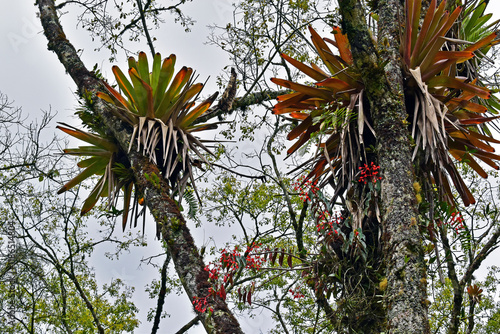 Obraz na płótnie Bromeliads on tree in Teresopolis, Rio de Janeiro, Brazil w salonie