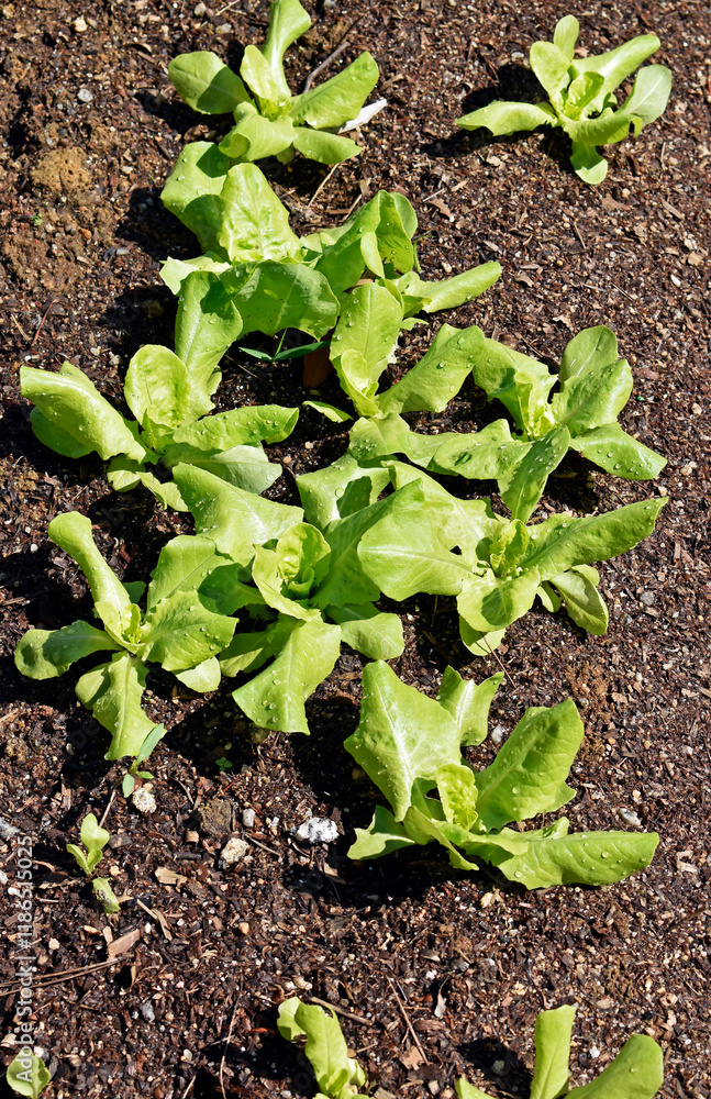Lettuces grown in vegetable garden, Teresopolis, Rio de Janeiro, Brazil