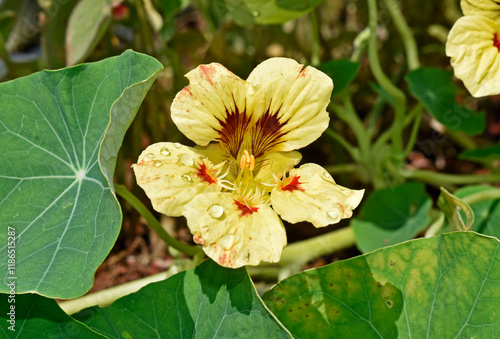 Garden nasturtium or Indian cress flowers (Tropaeolum majus) in Teresopolis, Rio de Janeiro, Brazil