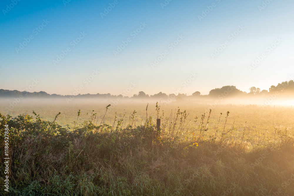 Varied vegetation at the edge of a meadow in a Dutch polder on a misty morning in the autumn season.