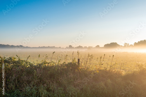 Obraz na płótnie Varied vegetation at the edge of a meadow in a Dutch polder on a misty morning in the autumn season. w salonie