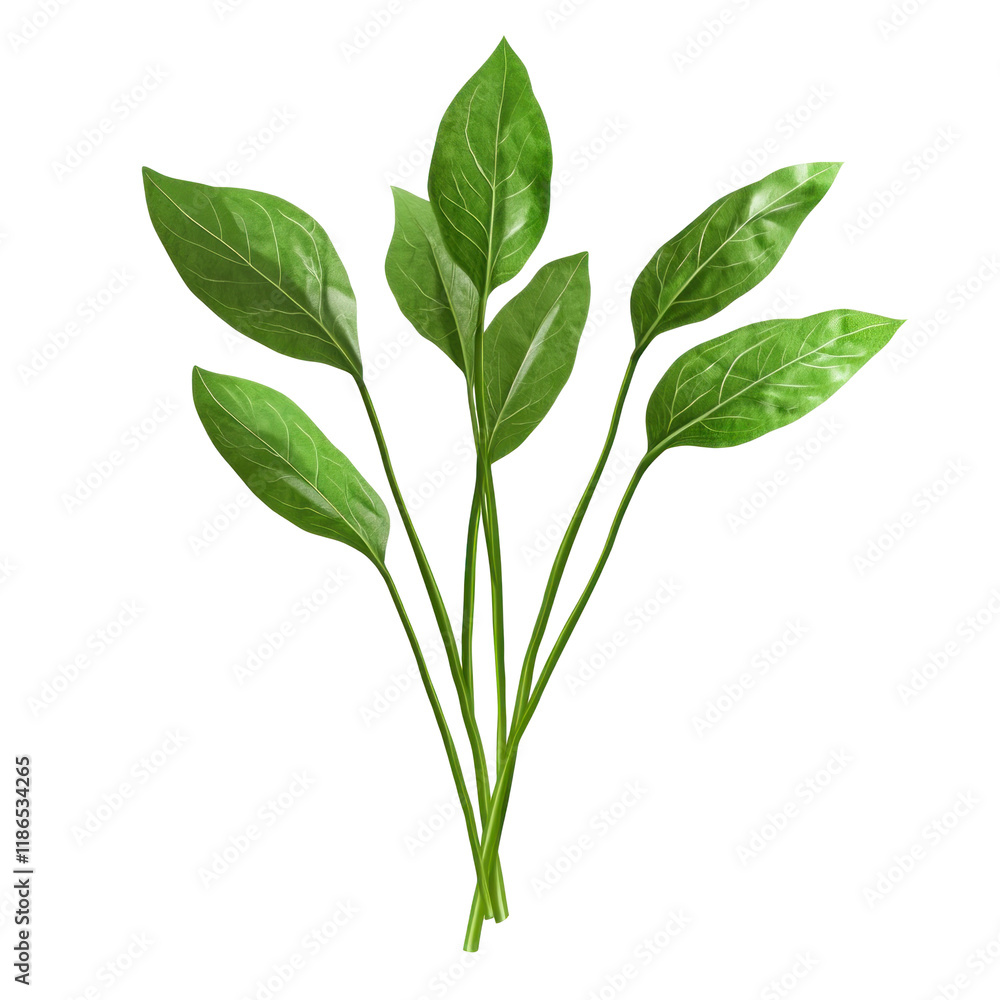 Fototapeta premium Fresh Sorrel Leaves on Isolated transparent background for Culinary and Botanical Use
