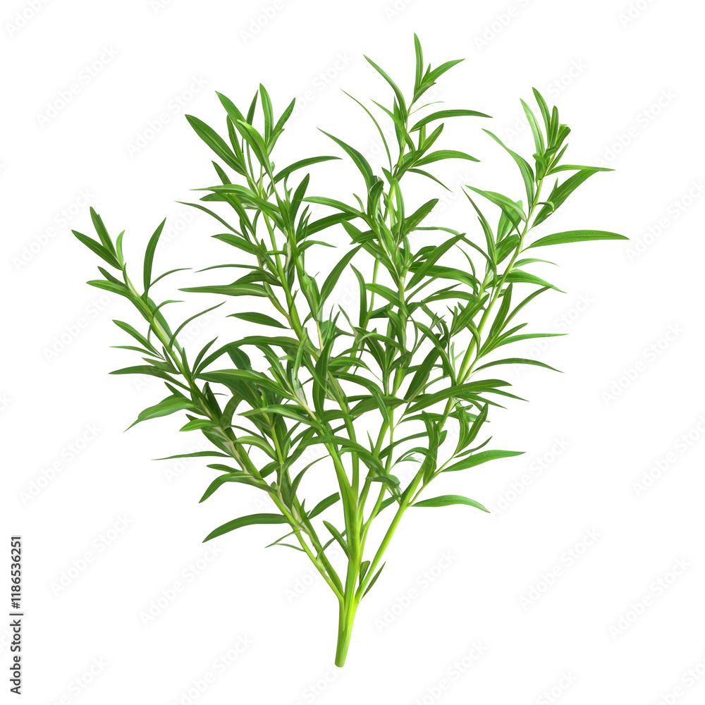 Fototapeta premium Fresh Tarragon Herb Isolated on Clean transparent background for Culinary and Botanical Illustrations