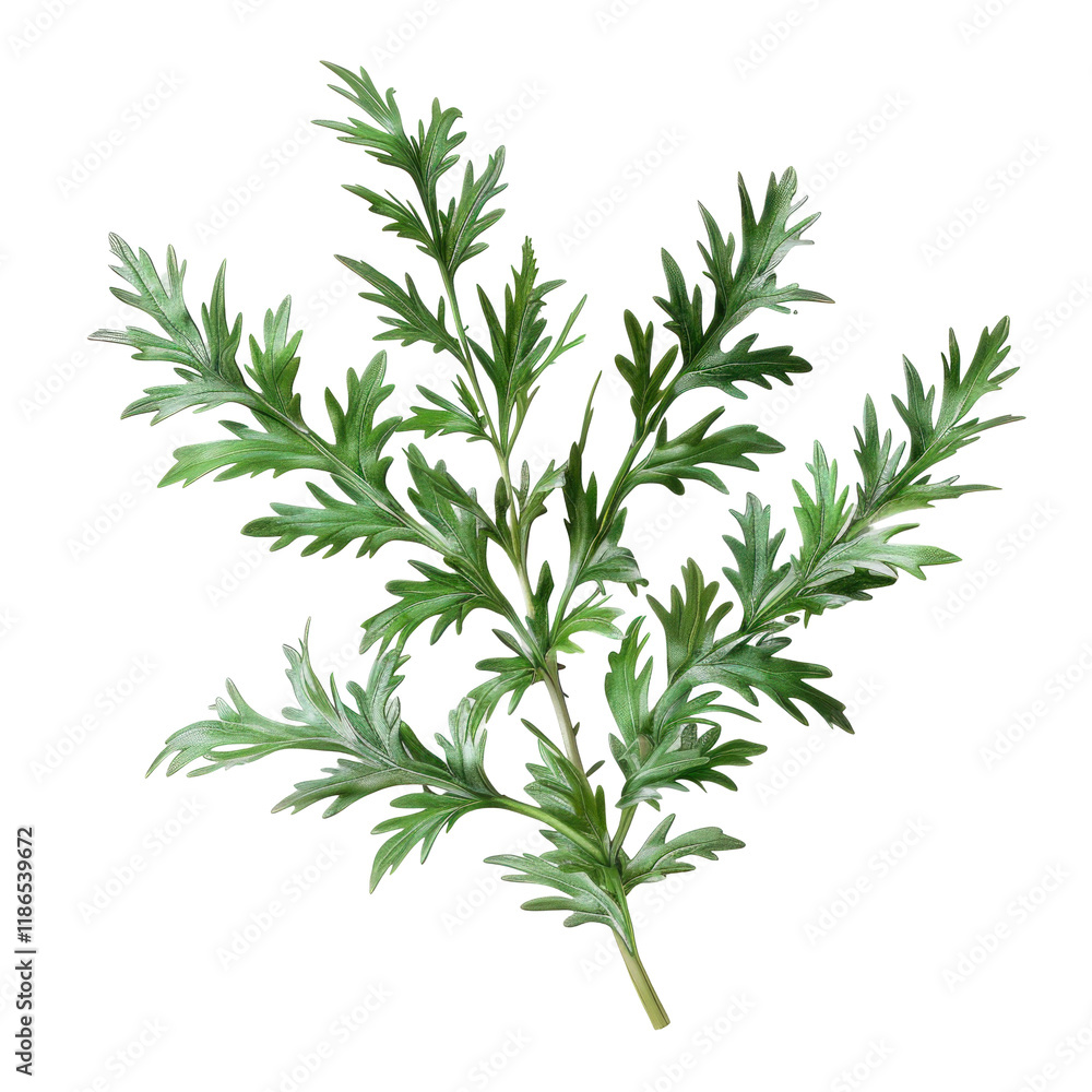 Fototapeta premium Isolated Photorealistic Wormwood Plant with Clean transparent background for Artistic and Natural Illustrations