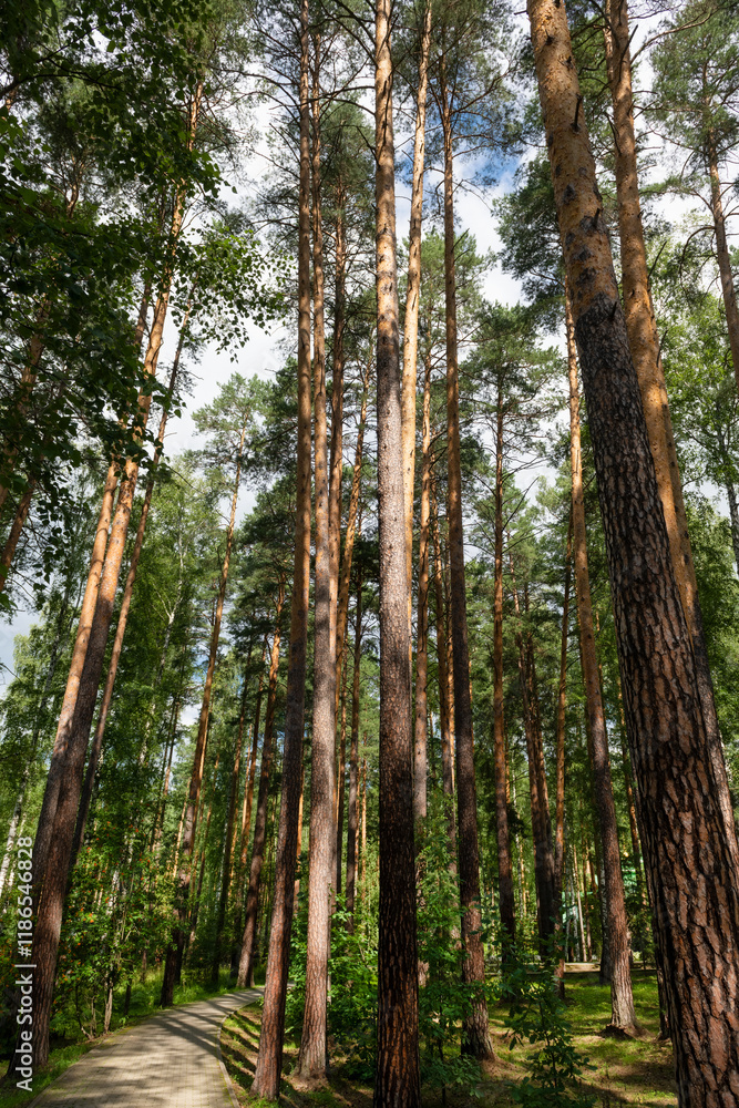 Fototapeta premium Tall slender pines in a pine forest and a path between them