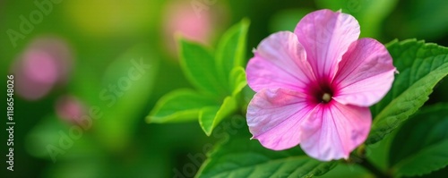delicate pink petunia with green leaf background, leaf, natural