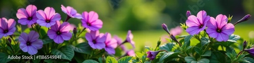 Purple petunias growing among lush foliage and leaves, flowers, scenery