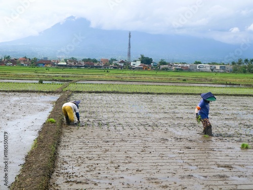 Indonesian Asian women farming rice paddies during planting season. Asian women traditional farmers wearing head coverings, working under the hot sun. Rural agriculture. Non-urban activities photo